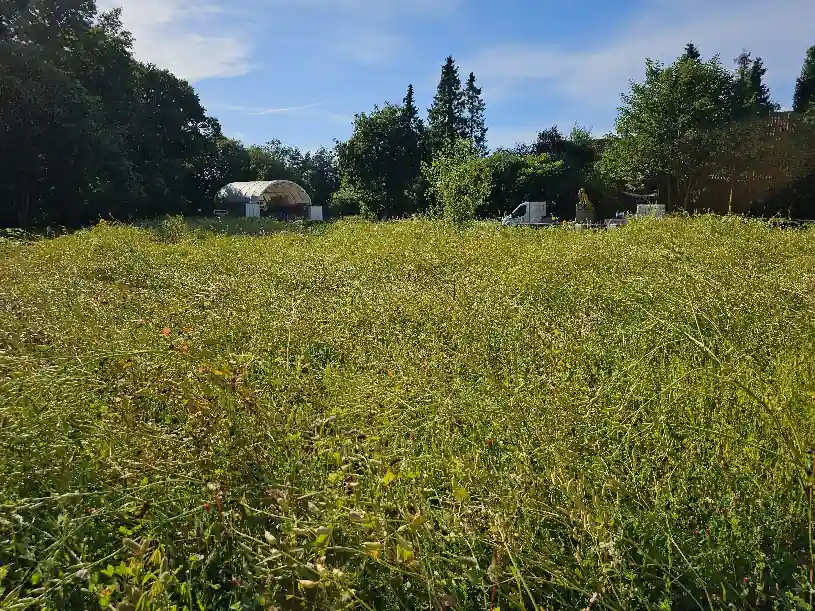 Blühwiese nahansicht Blühwiese nahansicht