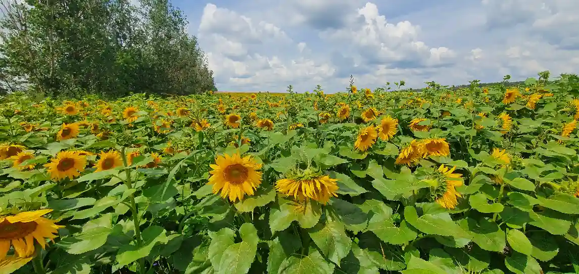 Sonnenblumenfeld in voller Blüte