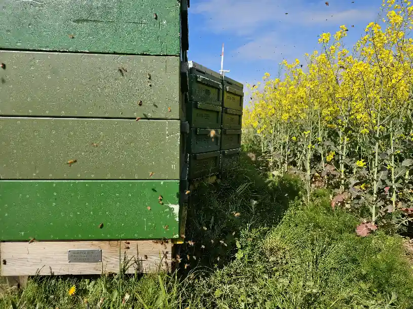 Patenvolk im Raps Patenvolk im Raps