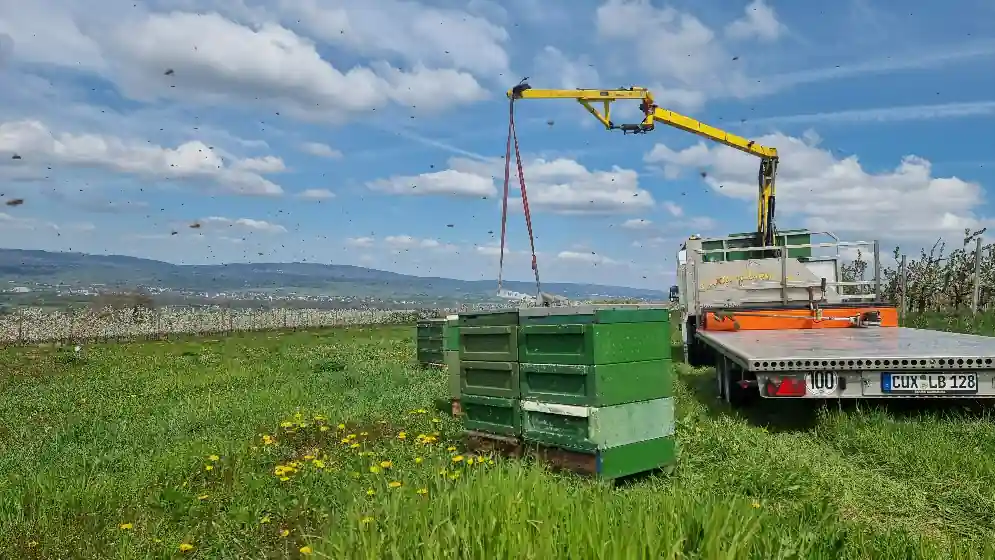 Völker im Löwenzahn