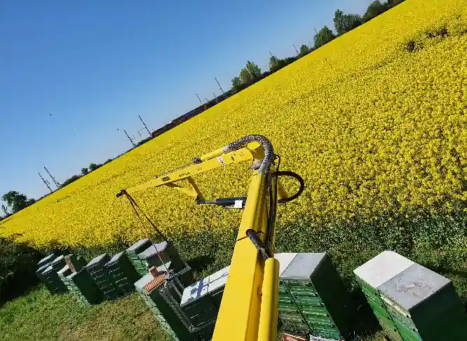 Völker im Raps