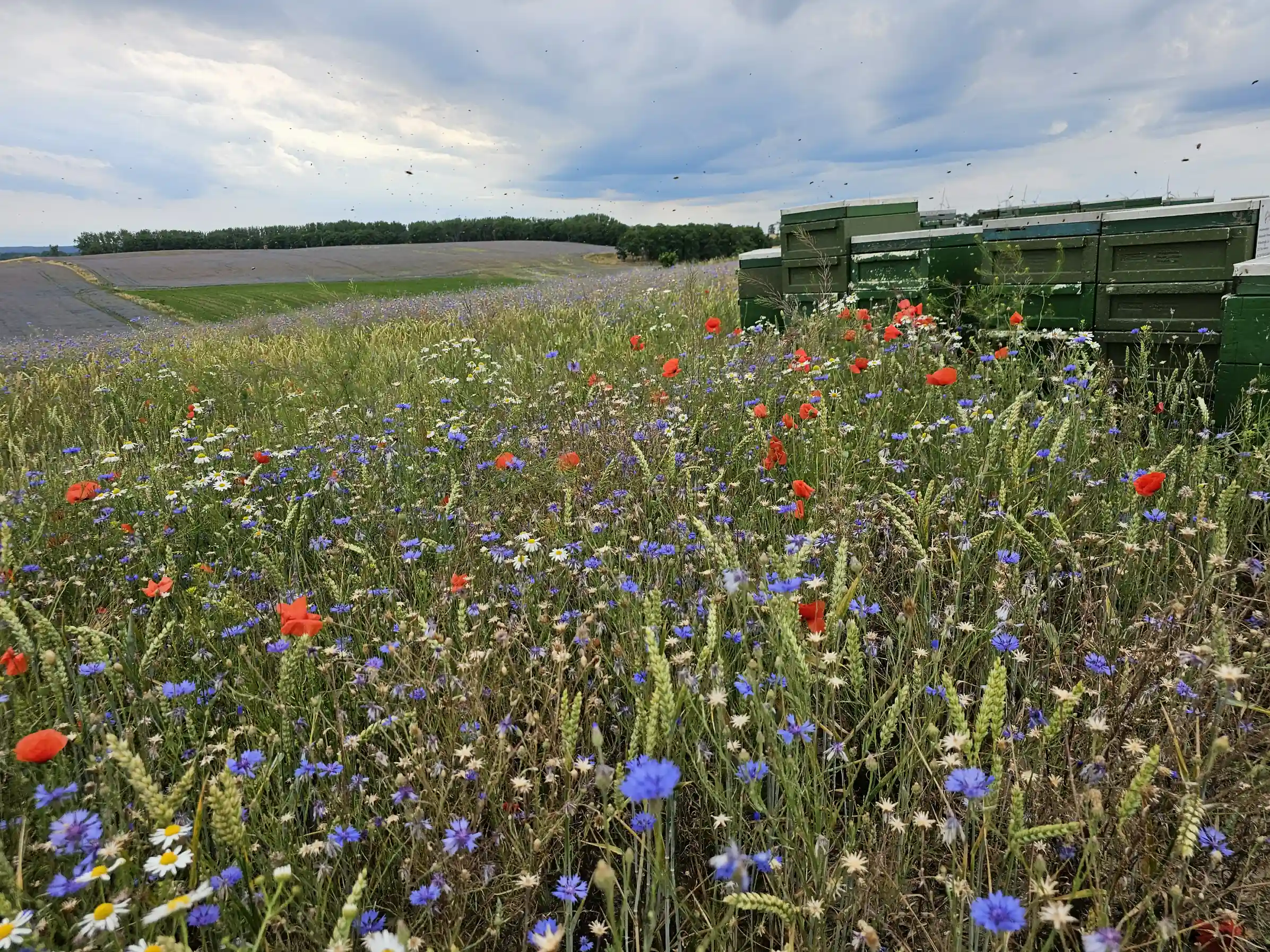 Kornblumenfeld mit Bienen