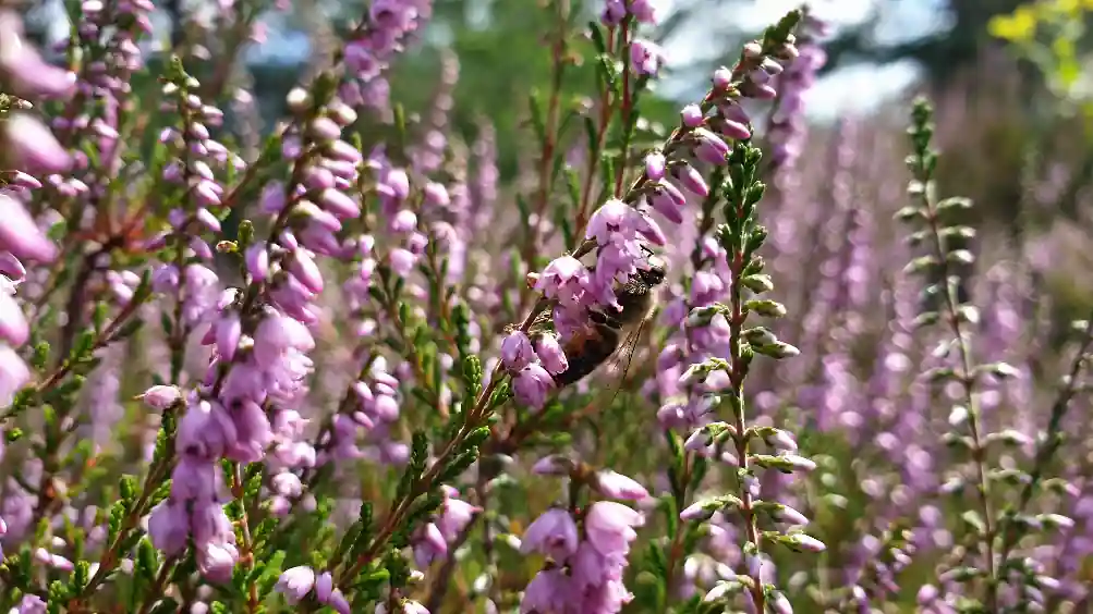 Heideblüte