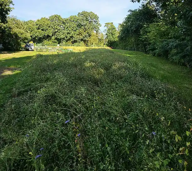 Blühwiese in voller Pracht Blühwiese in voller Pracht