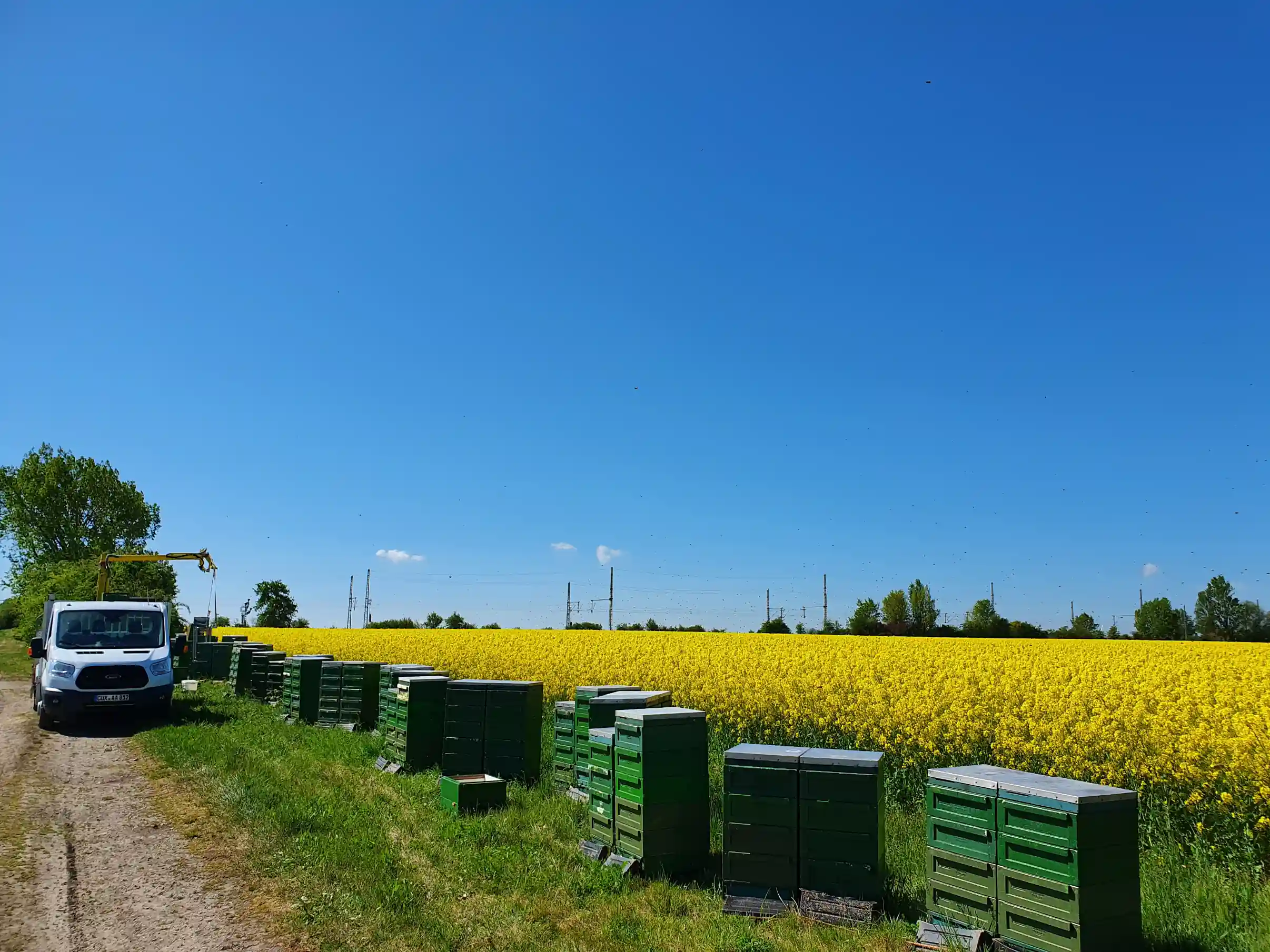 Bienenvölker im Raps