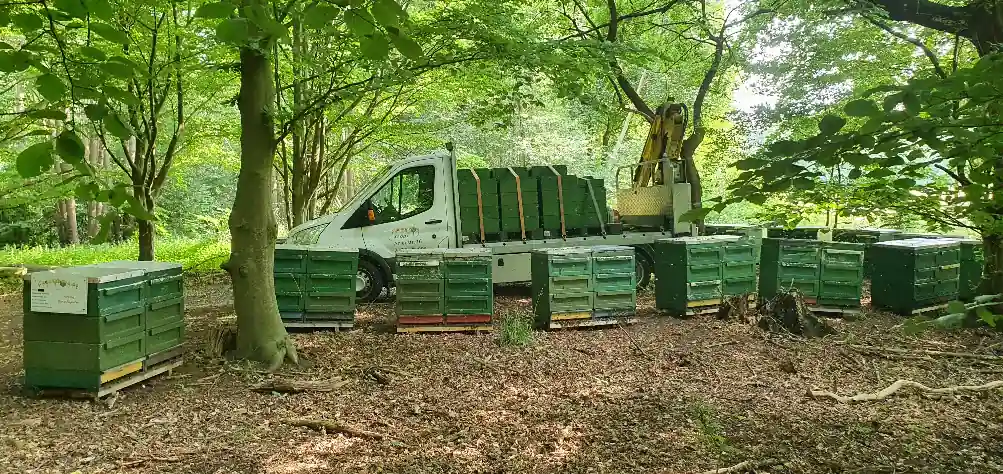 Völker im Lindenwald