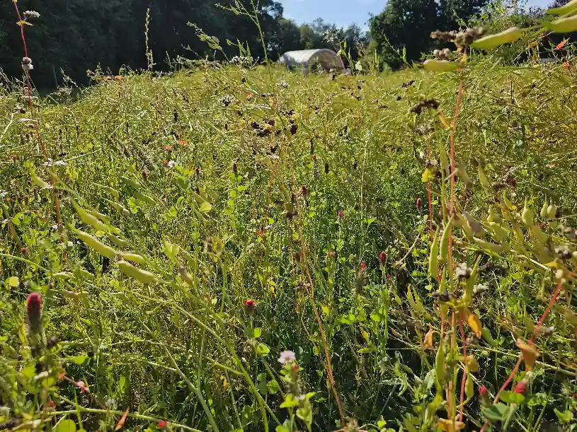 Blühwiese nahansicht Blühwiese nahansicht