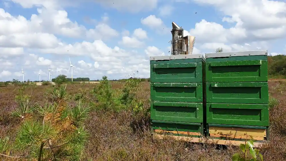 Völker in der Heide