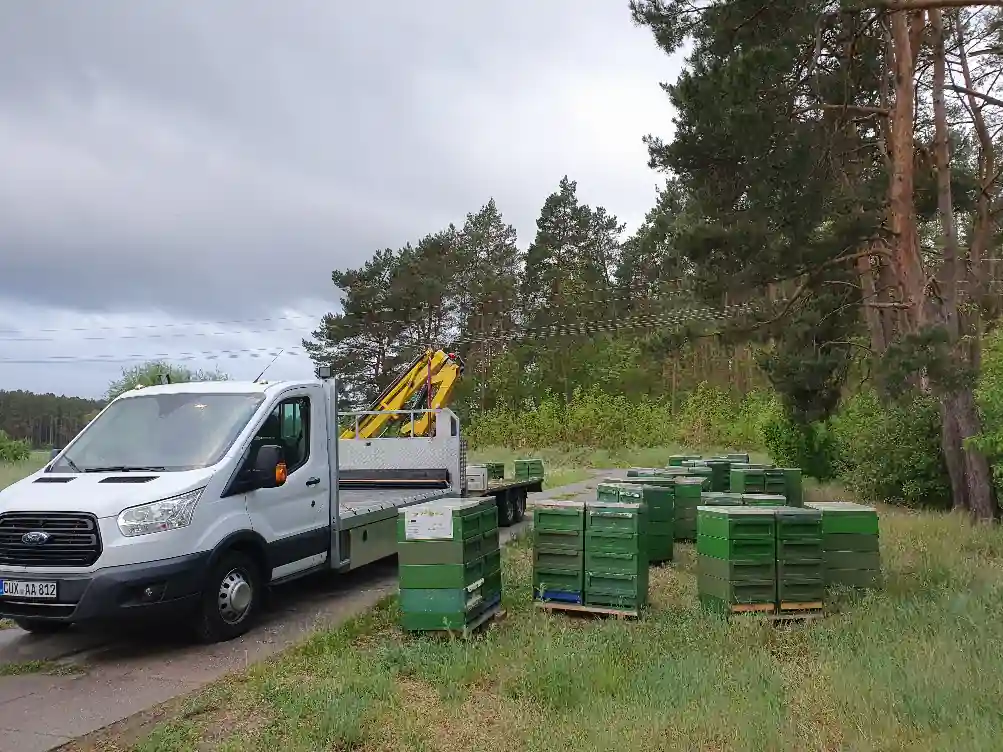 Bienenvölker im Wald