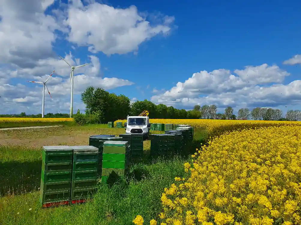 Bienenvölker im Rapsfeld