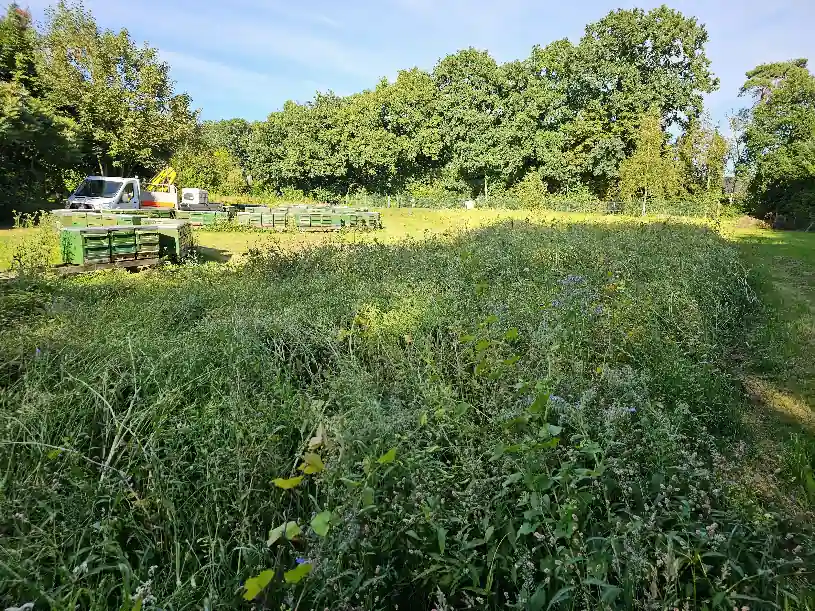 Blühwiese ausgewachsen Blühwiese ausgewachsen