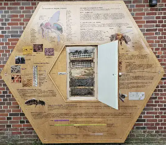Schaukasten - Bienenwabe - Bienenvolk Schaukasten - Bienenwabe - Bienenvolk