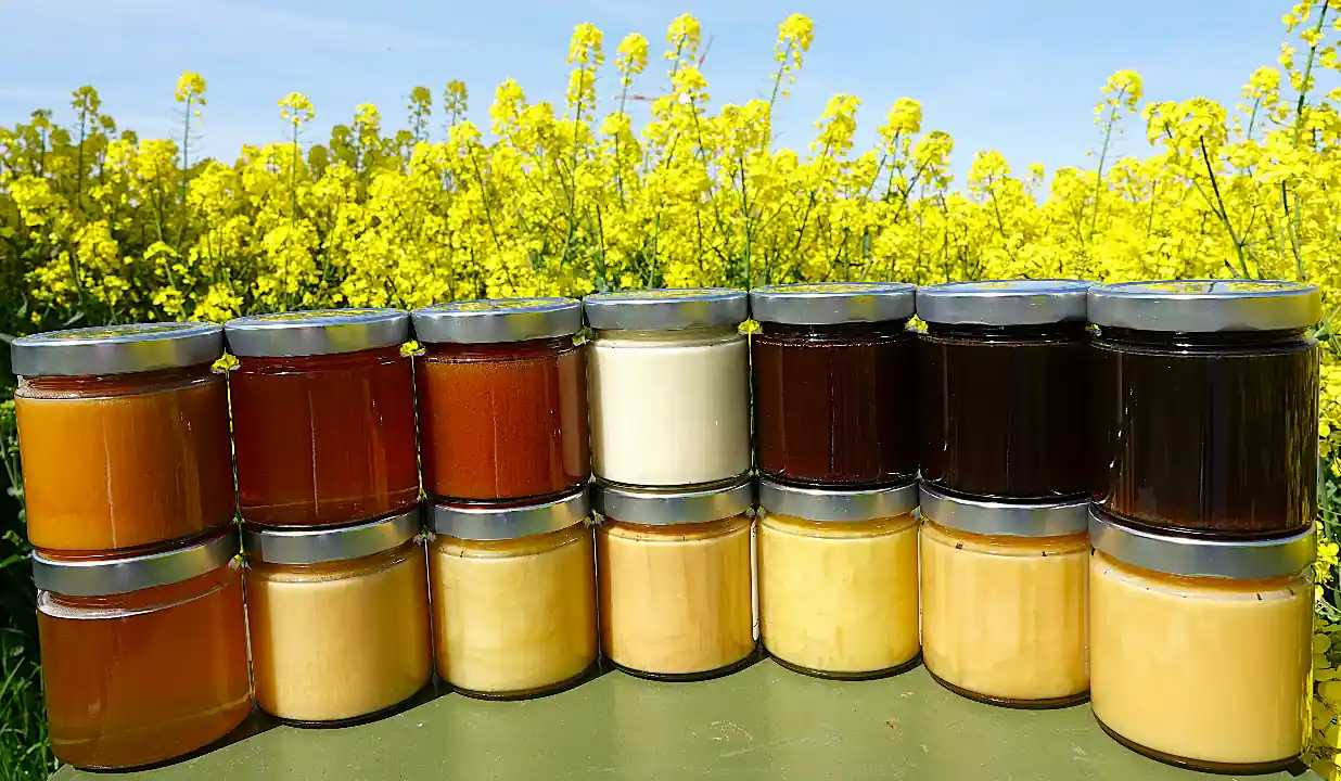 Klasische Honige 500g - Alle - Hinten Klasische Honige 500g - Alle - Hinten