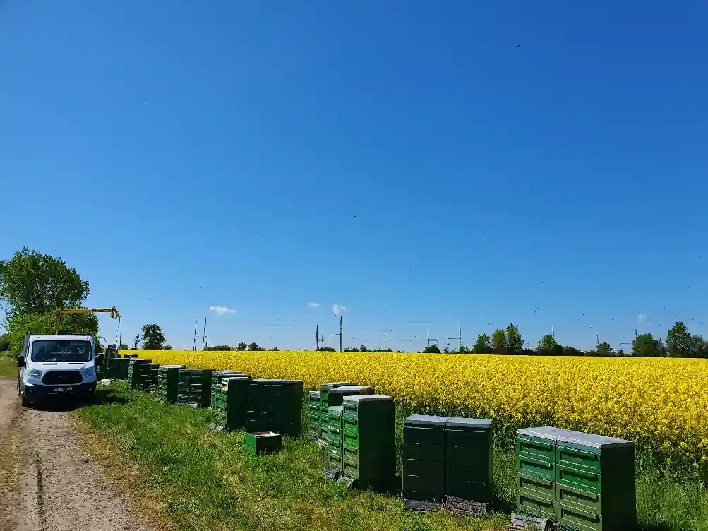 Völker im Raps