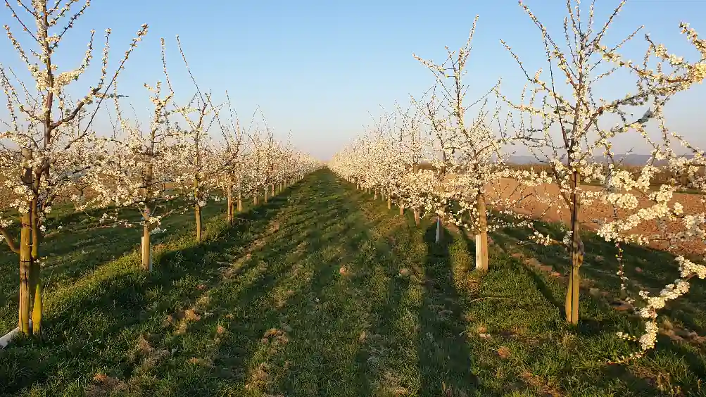 Obstblüte