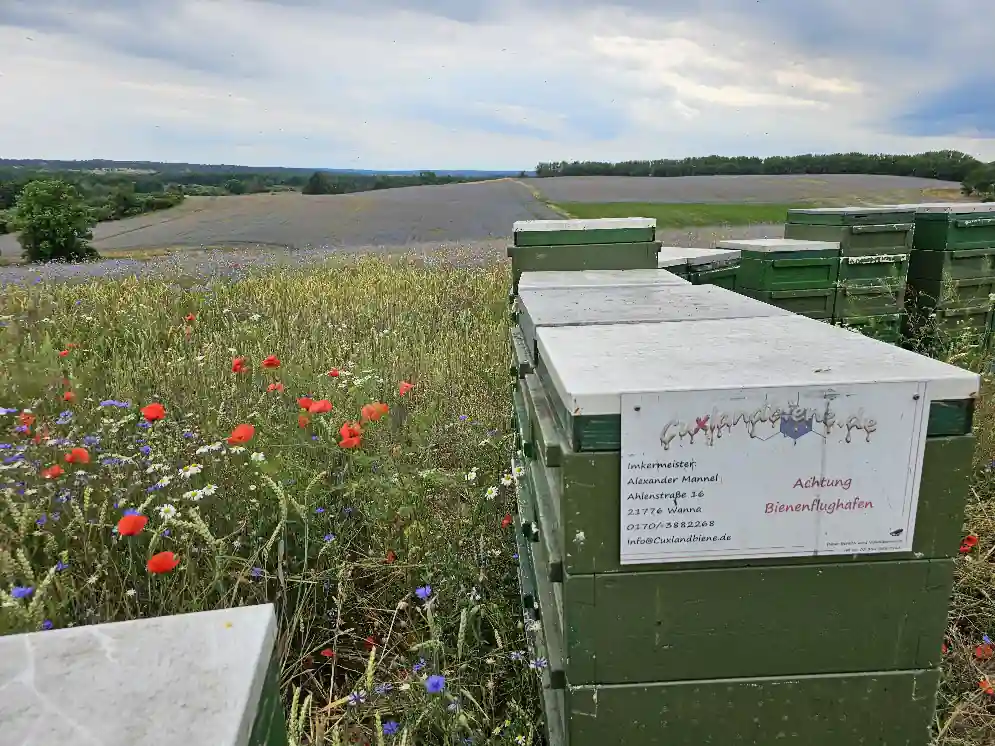 Völker im Kornblumenfeld