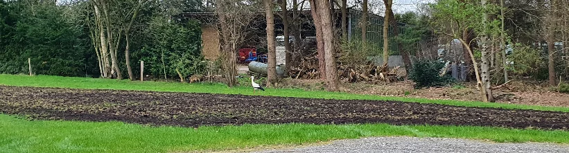 Aussaat der Blühwiese Aussaat der Blühwiese
