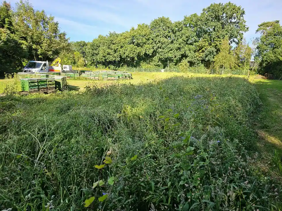 Blühwiese für Bienen/ Insekten