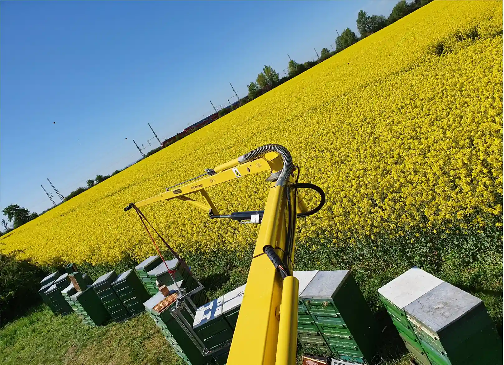 Bienen im Raps mit Kran
