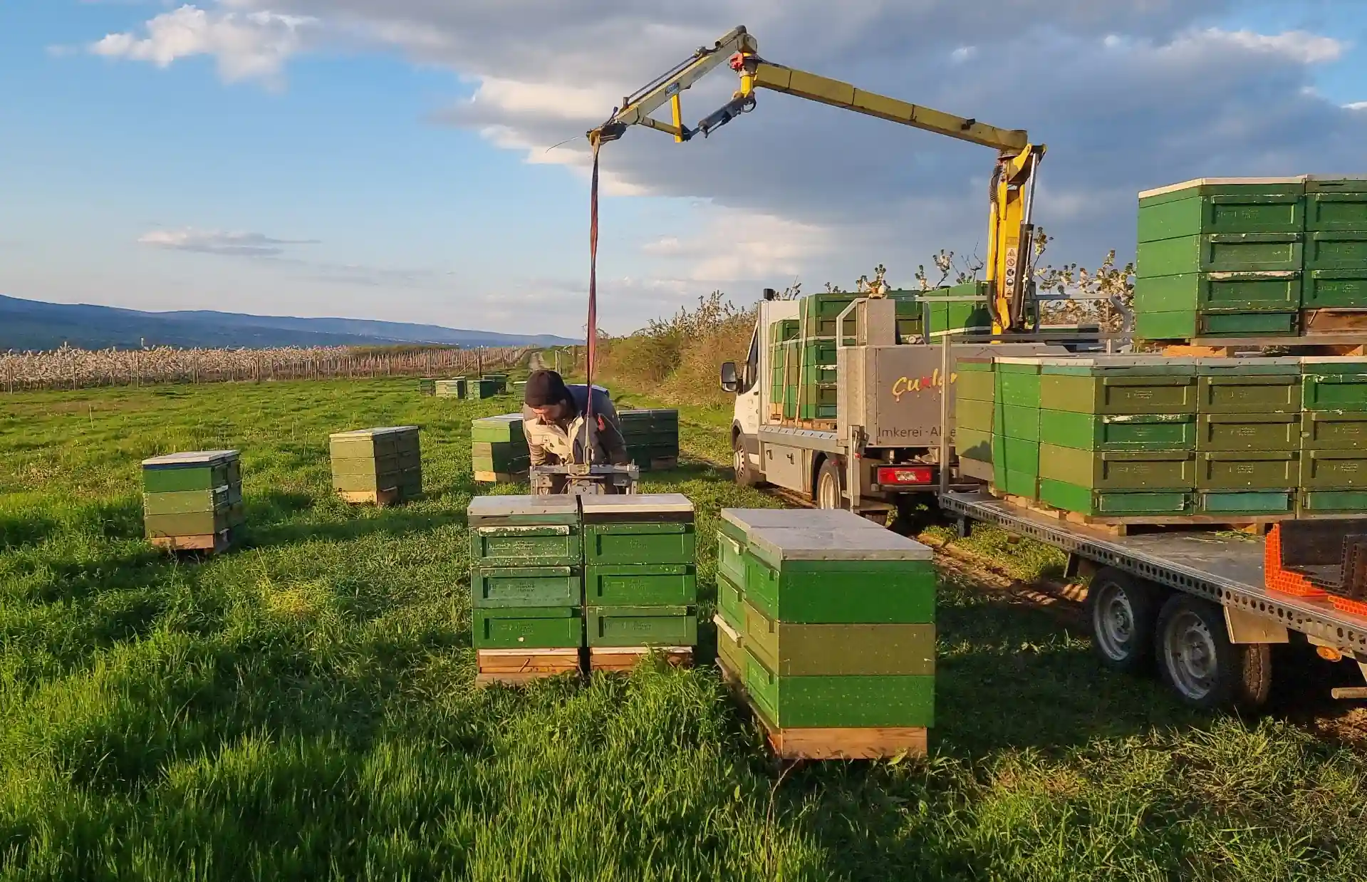 Deutscher Imkerhonig aus regionaler Imkerei – Cuxlandbiene