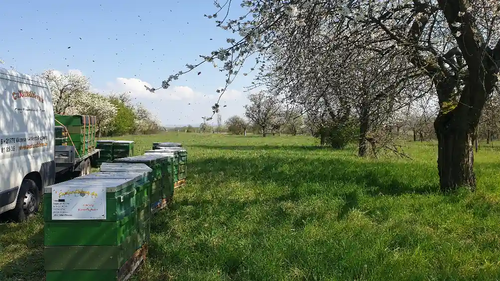 Völker in der Kirschblüte